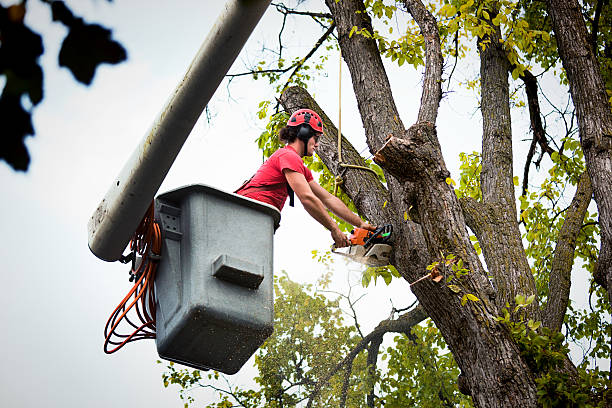 Professional Tree Removal and Landscaping Services in Pleasant Run Farm, OH